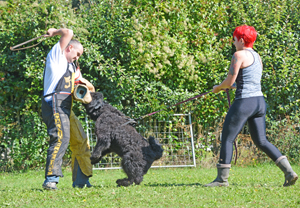 JOHN ROSS bouvier des Flandres du Clos de la Luette